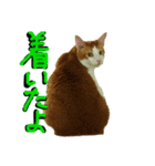 続続・猫のネイマールとカカ（個別スタンプ：9）