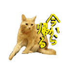 続続・猫のネイマールとカカ（個別スタンプ：10）
