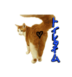 続続・猫のネイマールとカカ（個別スタンプ：11）