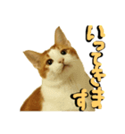 続続・猫のネイマールとカカ（個別スタンプ：12）