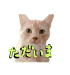 続続・猫のネイマールとカカ（個別スタンプ：13）