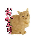 続続・猫のネイマールとカカ（個別スタンプ：14）