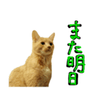 続続・猫のネイマールとカカ（個別スタンプ：15）