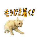 続続・猫のネイマールとカカ（個別スタンプ：16）