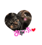 ドンノブボム③(Valentine)（個別スタンプ：7）