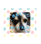 チワワのカウとでち2（個別スタンプ：4）