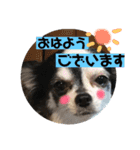 チワワのカウとでち2（個別スタンプ：13）