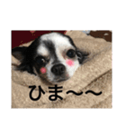 チワワのカウとでち2（個別スタンプ：16）