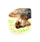 むぎの日常。（個別スタンプ：12）