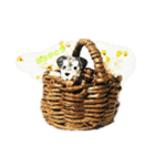 わんことにゃんこの気まぐれスタンプ（個別スタンプ：3）