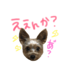 ヨーキーのゆず3（個別スタンプ：6）