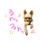 ヨーキーのゆず3（個別スタンプ：8）