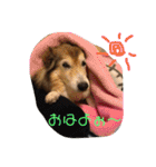 癒し犬はむおの日常（個別スタンプ：1）