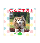 癒し犬はむおの日常（個別スタンプ：2）