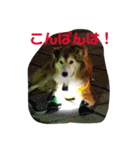 癒し犬はむおの日常（個別スタンプ：3）
