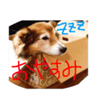 癒し犬はむおの日常（個別スタンプ：4）