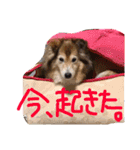 癒し犬はむおの日常（個別スタンプ：5）