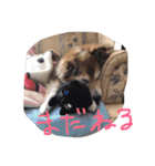 癒し犬はむおの日常（個別スタンプ：6）