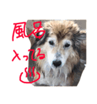 癒し犬はむおの日常（個別スタンプ：7）