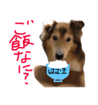 癒し犬はむおの日常（個別スタンプ：8）