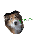 癒し犬はむおの日常（個別スタンプ：9）