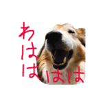 癒し犬はむおの日常（個別スタンプ：10）