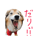 癒し犬はむおの日常（個別スタンプ：11）