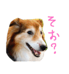 癒し犬はむおの日常（個別スタンプ：12）