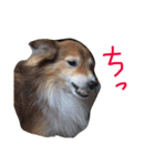癒し犬はむおの日常（個別スタンプ：13）