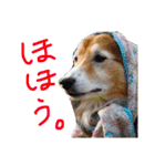 癒し犬はむおの日常（個別スタンプ：14）