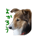 癒し犬はむおの日常（個別スタンプ：15）