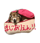 癒し犬はむおの日常（個別スタンプ：16）