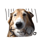 癒し犬はむおの日常（個別スタンプ：17）