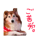 癒し犬はむおの日常（個別スタンプ：18）