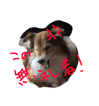 癒し犬はむおの日常（個別スタンプ：19）