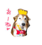 癒し犬はむおの日常（個別スタンプ：20）