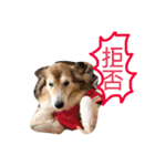 癒し犬はむおの日常（個別スタンプ：21）