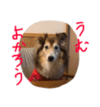 癒し犬はむおの日常（個別スタンプ：22）