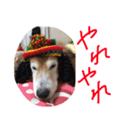 癒し犬はむおの日常（個別スタンプ：23）