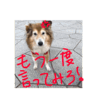 癒し犬はむおの日常（個別スタンプ：24）