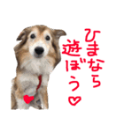 癒し犬はむおの日常（個別スタンプ：25）