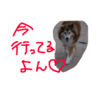 癒し犬はむおの日常（個別スタンプ：26）