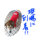 癒し犬はむおの日常（個別スタンプ：27）