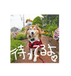 癒し犬はむおの日常（個別スタンプ：28）