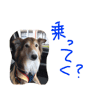 癒し犬はむおの日常（個別スタンプ：29）