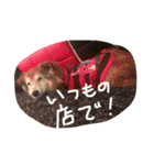 癒し犬はむおの日常（個別スタンプ：30）