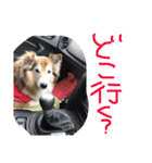 癒し犬はむおの日常（個別スタンプ：31）
