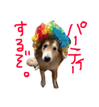 癒し犬はむおの日常（個別スタンプ：32）