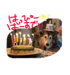 癒し犬はむおの日常（個別スタンプ：34）