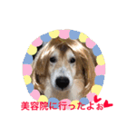 癒し犬はむおの日常（個別スタンプ：35）